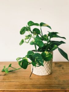resized_17_api